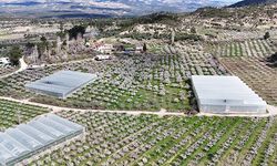 Mersin'de çiçek açan erik ağaçları havadan görüntülendi