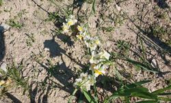 Mersin’de baharı yaşatan nergis çiçekleri gelir kaynağı oldu