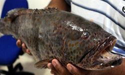 Akdeniz'e yabancı ‘portakal benekli lagos' balığı Mersin'de tezgaha çıktı