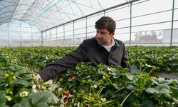 Tarsus'ta çilek hasadı şenliği