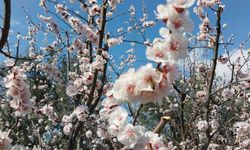 Mut'ta kayısı ağaçları adeta gelinliğe büründü