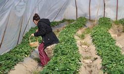 Narenciyeden umduğunu bulamayan üretici çileğe yöneldi