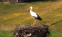 Bu da Leyleğin hırsızı