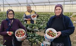 Silifke'de örtü altı çilekte bahar hasadı: Kilosu 140 ile 160 TL arasında