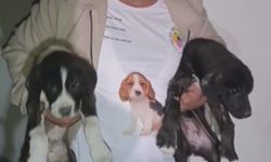 Yavru köpekleri kurtaran hayvansever yürekleri ısıttı