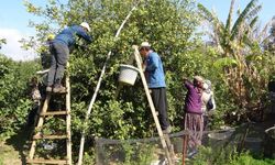 Limonda hasat sonu: Kadınların yoğun mesaisi sürüyor