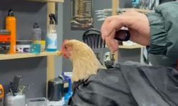 Siirt'te bir kuaför tavuk tıraş etti!