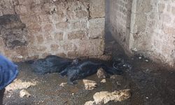 Tarsus’ta ahıra yıldırım düştü: 5 küçükbaş hayvan telef oldu