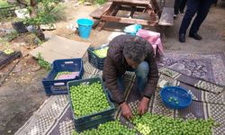 Mut'ta örtü altı erik hasadı başladı