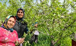 Turfanda Çağla Hasadı Erken Başladı