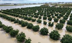 Yağışlar Tarım Arazilerini Vurdu