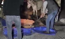 Adana’da kasası eşek dolu kamyonet yola devrildi