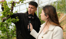 Mersin'de Yeşil Altın Dalnda: Kilosu 2 Bin 500 Lira