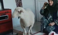 Kaçan koyun, bulunup sahibine teslim edildi