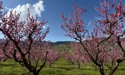 Mersin’de şeftali bahçeleri pembeye büründü
