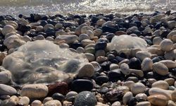 Sahile vuran denizanalarıyla ilgili uzmanı uyardı