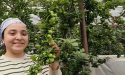 Mersin'de açıkta erik hasadı başladı, fiyatı 200 TL'ye kadar düştü