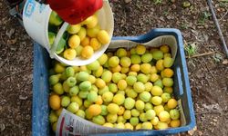 Örtü altında turfanda kayısı hasadı başladı