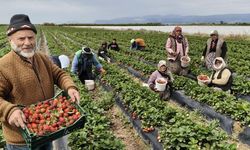 Mersin'in Silifke ilçesinde coğrafi tescilli açıkta üretilen çilek hasadına başlandı