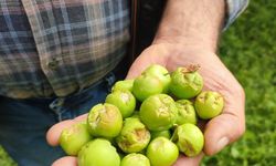 Dolu afeti sonrası hasar tespit çalışmalarına başlandı