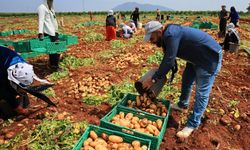 Turfanda patateste hasat başladı