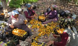 'Sarı altın' yenidünyada hasat başladı