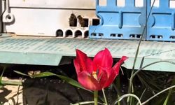 Mersin'de açan dağ laleleri arılara besin kaynağı oldu