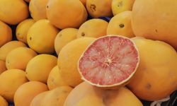 Turunçgil ihracatı yılın ilk çeyreğinde 697,7 milyon dolara ulaştı