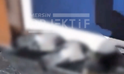 Mersin Silifke’de Güvercin Öl*mleri Tepki Çekti