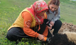 MERSİN TOROSLAR’DA KOYUN KIRPMA MESAİSİ BAŞLADI