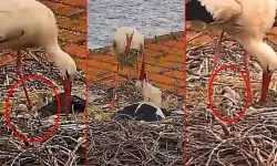 Yaren leylek ile Nazlı'nın 5 yavrusu oldu