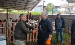 Kurbanlıklar satışa çıktı, pazarlıklar kızıştı