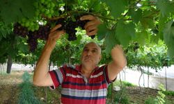 Bölgenin siyah incisi üzümde hasat başladı