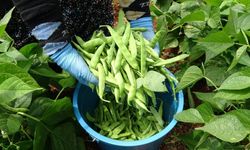 Turfanda 'sarıkız' hasadı başladı: Kilosu 100 TL'den alıcı buldu
