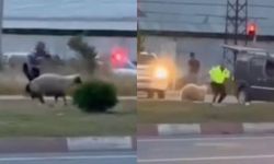 Kurbanlık koyun kaçtı, polislerin yardımıyla yakalandı