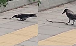 Karganın yılan avı kameraya yansıdı