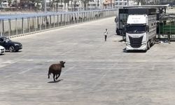 Limanda kaçan angus denize düştü