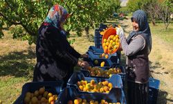 Mut kayısısında rekolte artışı üreticiyi mutlu etti