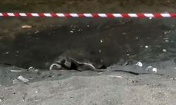 Koruma alanı dışına yuva yapan caretta caretta için şeritli tedbir