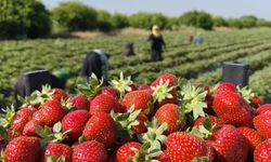 Silifke çileğinde hasadın sonuna gelindi