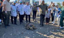 Tedavisi tamamlanan 3 deniz kaplumbağası yeniden denizle buluştu