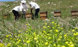 Toroslarda bahar: 2 bin 400 rakıma taşınan arılar mesaiye başladı