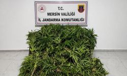 Mersin'de ormanlık alana ekilen bin 500 kök kenevir ele geçirildi