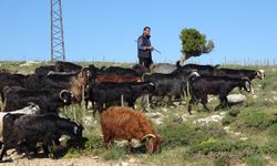Türkiye'nin keçi yetiştirme merkezi Mersin: Toroslar yeşerdi, Yörüklerin zorlu mesaisi başladı