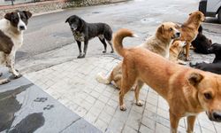 Başıboş köpek saldırılarıyla ilgili iki belediyeye soruşturma izni