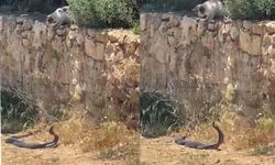 2 metrelik yılanların dansını kedi izledi