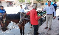 Mersin’de bitkin düşen at yeni yuvasına kavuştu