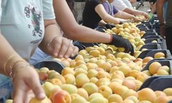 Mersin'in tescilli Mut kayısısında hasat mesaisi sürüyor
