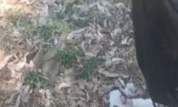 Tarsus Belediyesi ekiplerinin dikkati 5 canı kurtardı