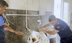 TARSUS BELEDİYESİ'NDEN HALK SAĞLIĞI İÇİN KAPSAMLI FIRIN DENETİMİ